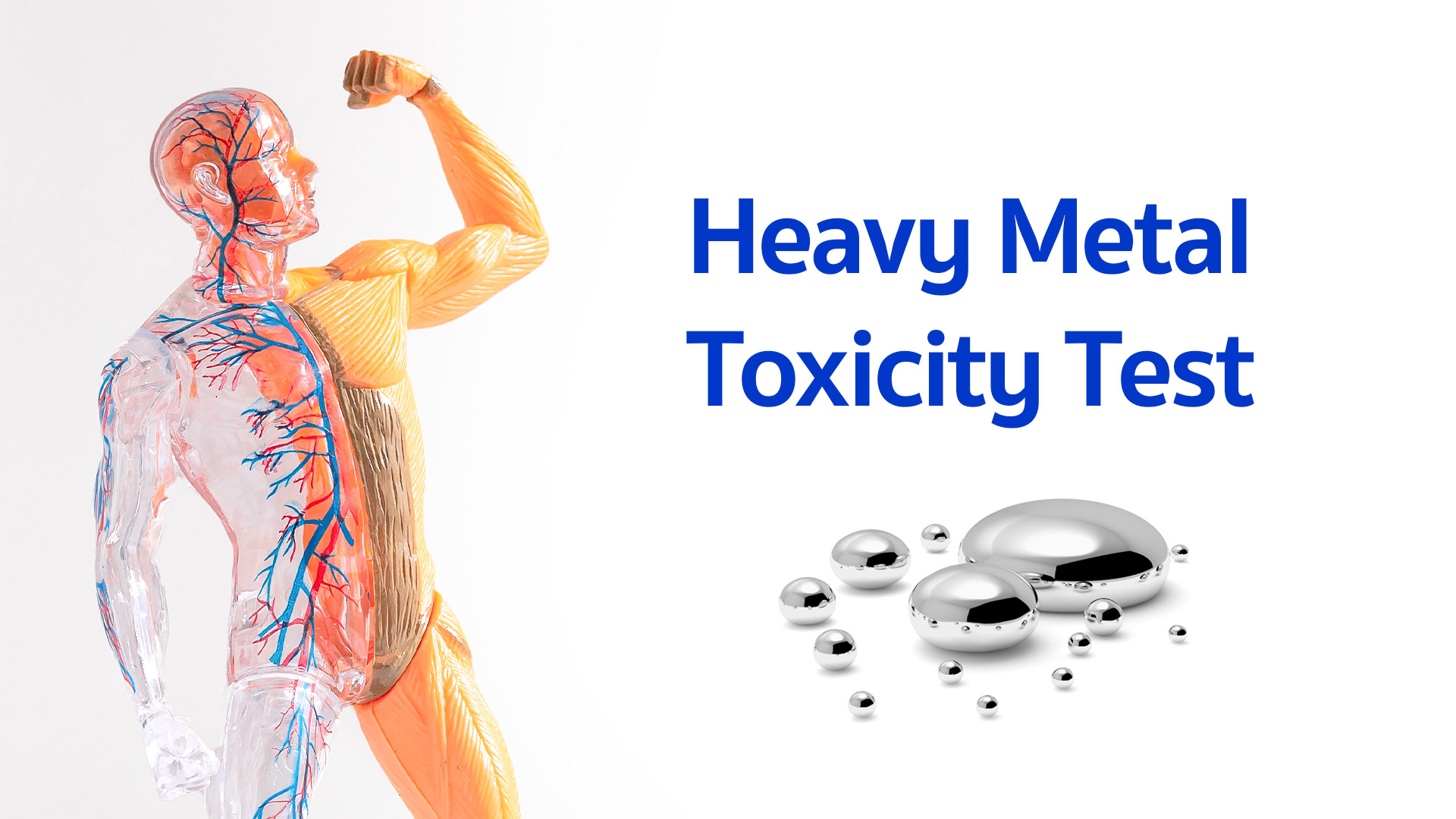 Toxic Heavy Metals & Kidney Function Screening
